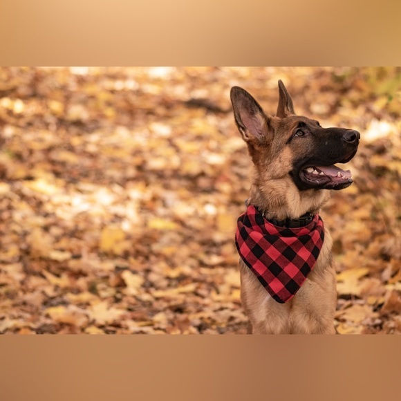 17.75” Levi’s Dog Bandana, Levi Strauss, Levi Jeans, Repurposed Levi Strauss - Picture 10 of 10